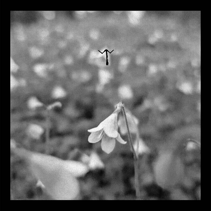 Linnaea vigilia