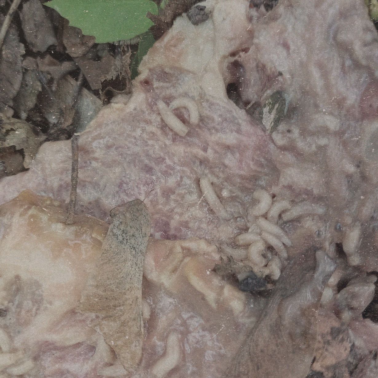 Fumerole Cauterization in Strigoic Wanion