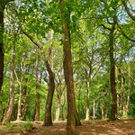 Forestbathe