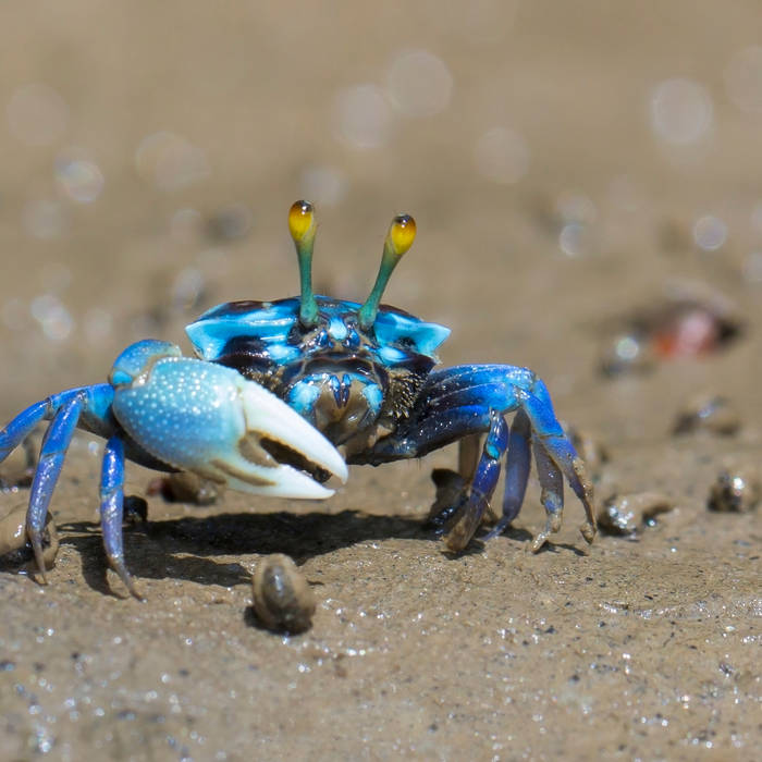 Crab