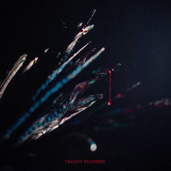 Violent Feathers