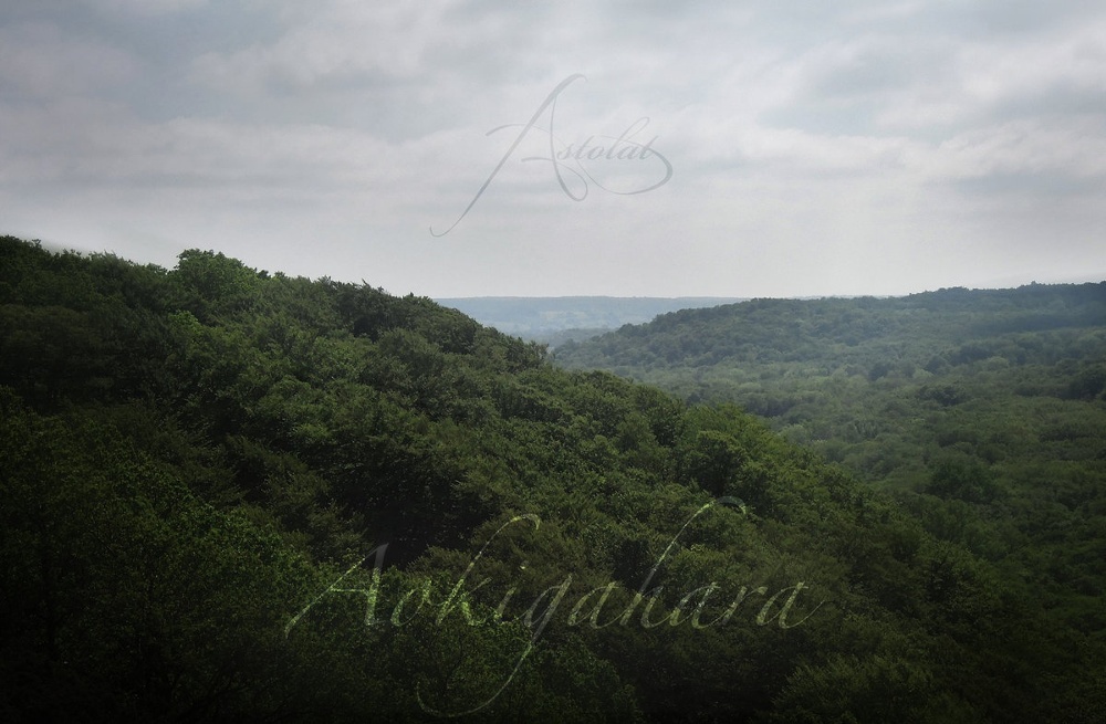 Aokigahara