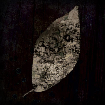 I Am a Leaf