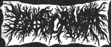 Idiosincrasia logo